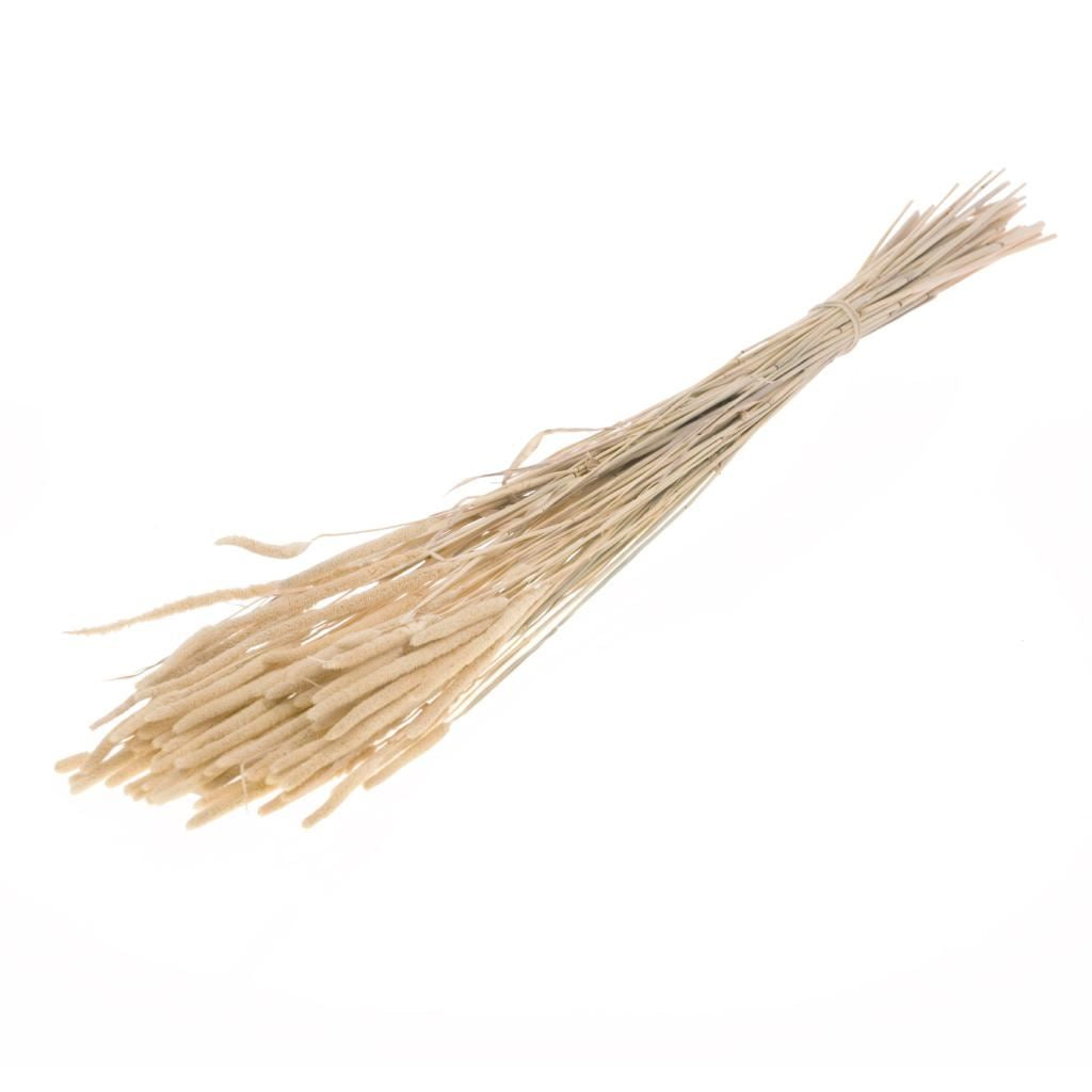 Dried Phleum Naturel