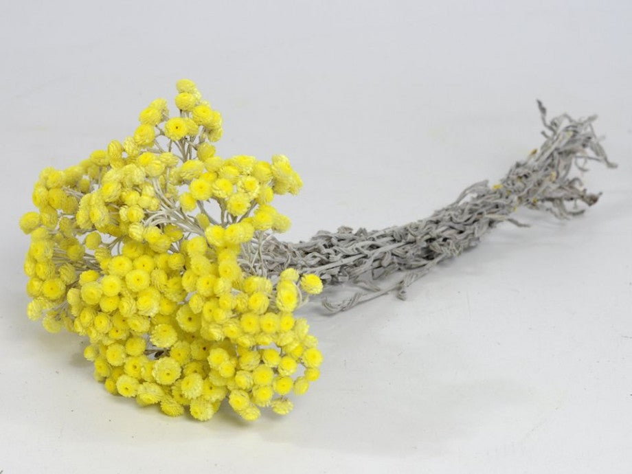 Getrocknete Helichrysum Immortelle Geel