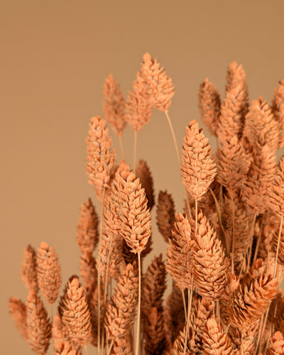 Gedroogde phalaris (kanariegras) – coral misty