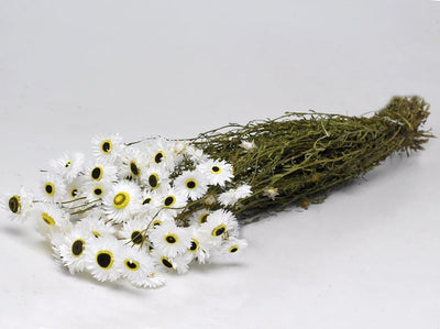 Gedroogde acroclinium – wit