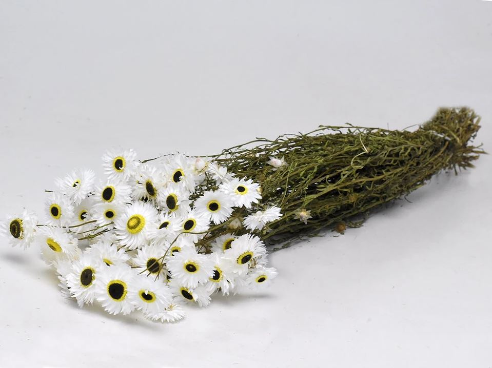 Gedroogde acroclinium – wit