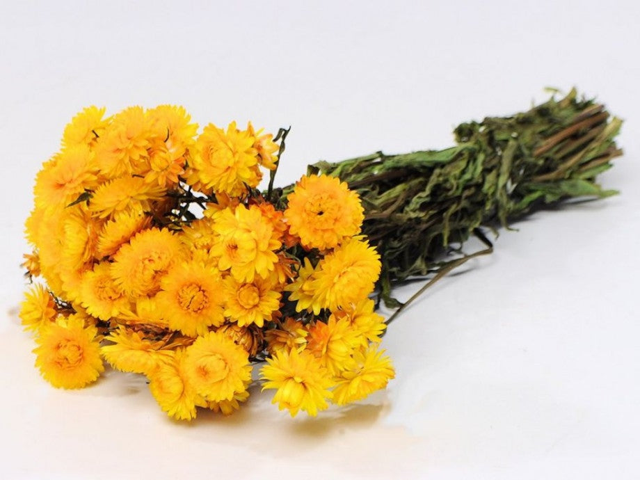 Dried helichrysum yellow