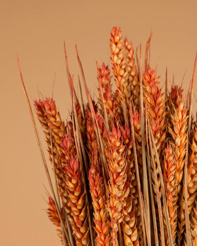 Getrocknete Weizenorange