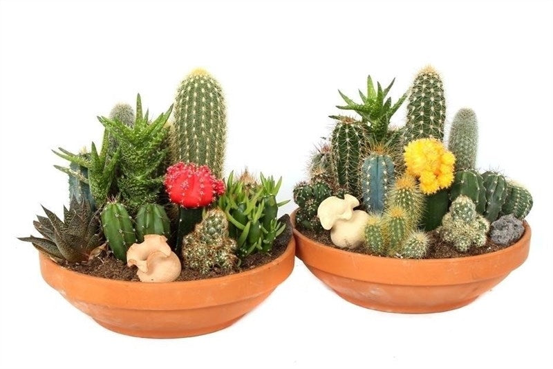 Échelle de cactus plantée