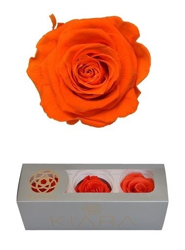 Roses de flamme orange conservées dans une boîte cadeau