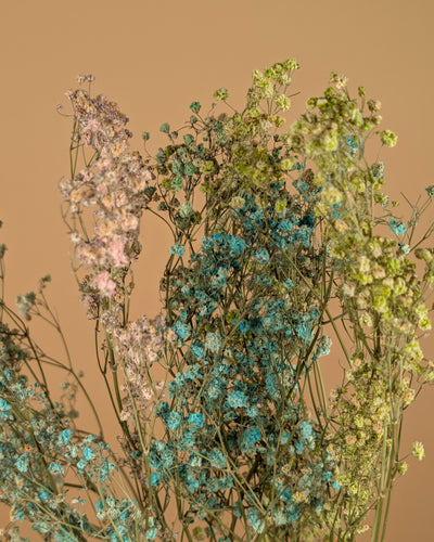 Gypsophila séché Rainbow (GIPSPRAID) - Diverses couleurs