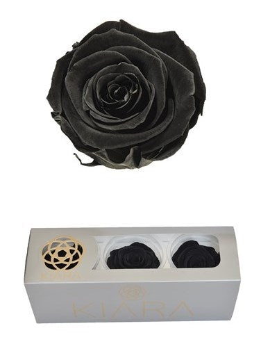 Erhaltte schwarze Schönheitsrosen in einer Geschenkbox