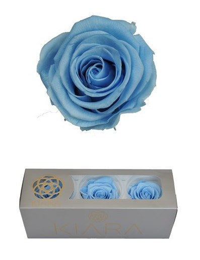 Konservierte babyblaue Rosen in einer Geschenkbox