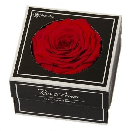 Erhaltte rote Rose in einer Geschenkbox