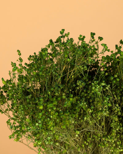 Broom séché Bloom Green