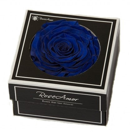 Konservierte blaue Rose in einer Geschenkbox