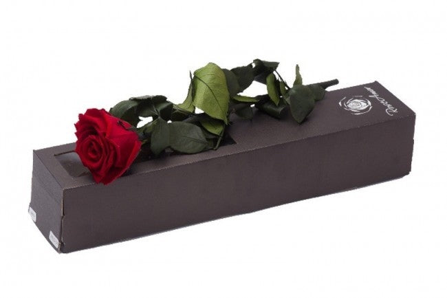 Bewahrte rote Rose mit Stahl in einer Geschenkbox