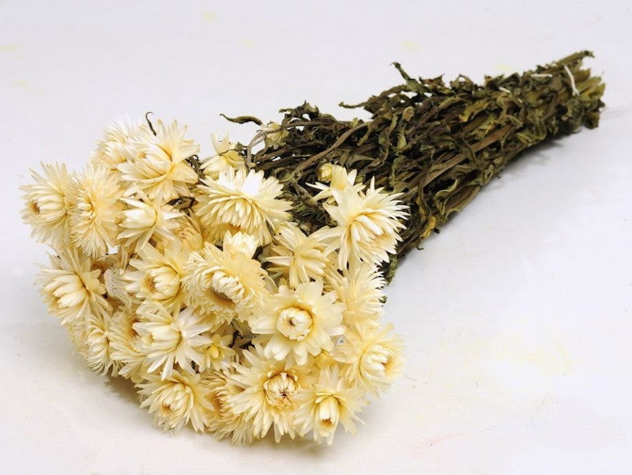 Gedroogde helichrysum (strobloem) – wit