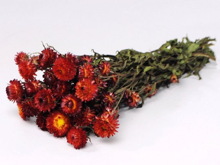 Dried helichrysum red