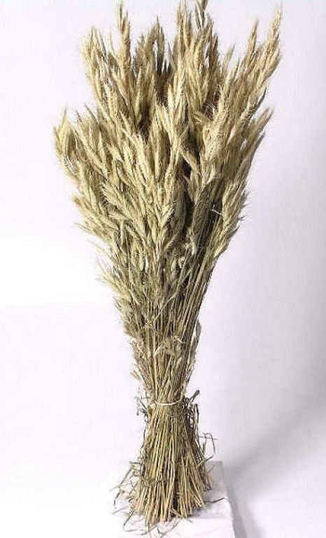 Bromus séché naturel