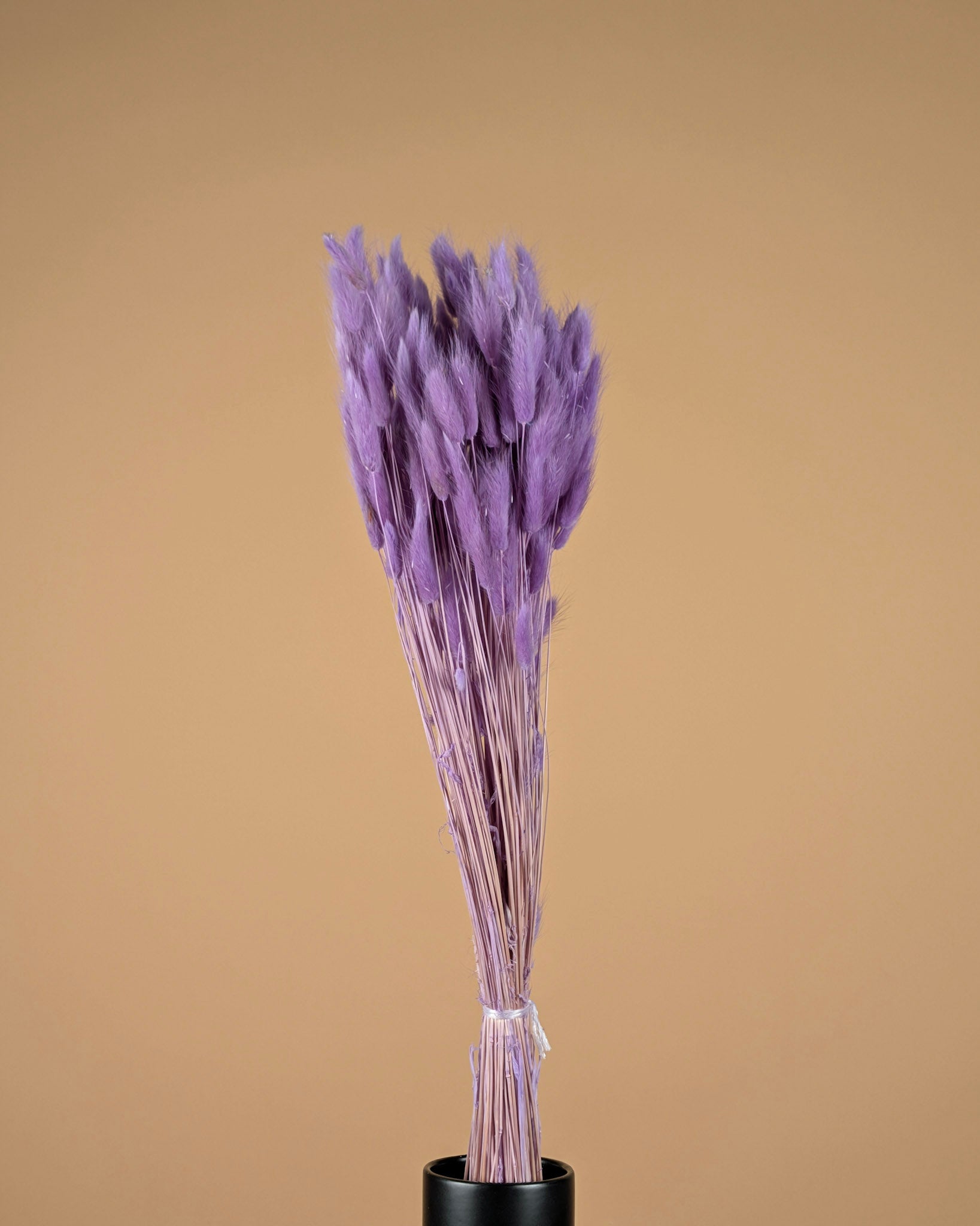 Gedroogde lagurus ovatus – violet