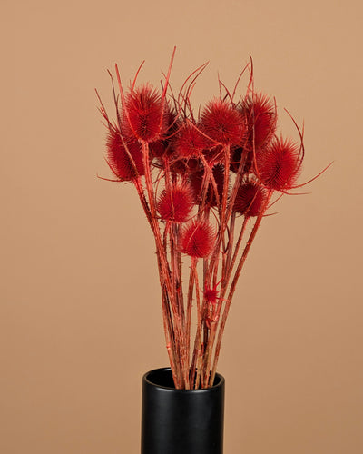 Gedroogde kardoen distel – oranje geverfd