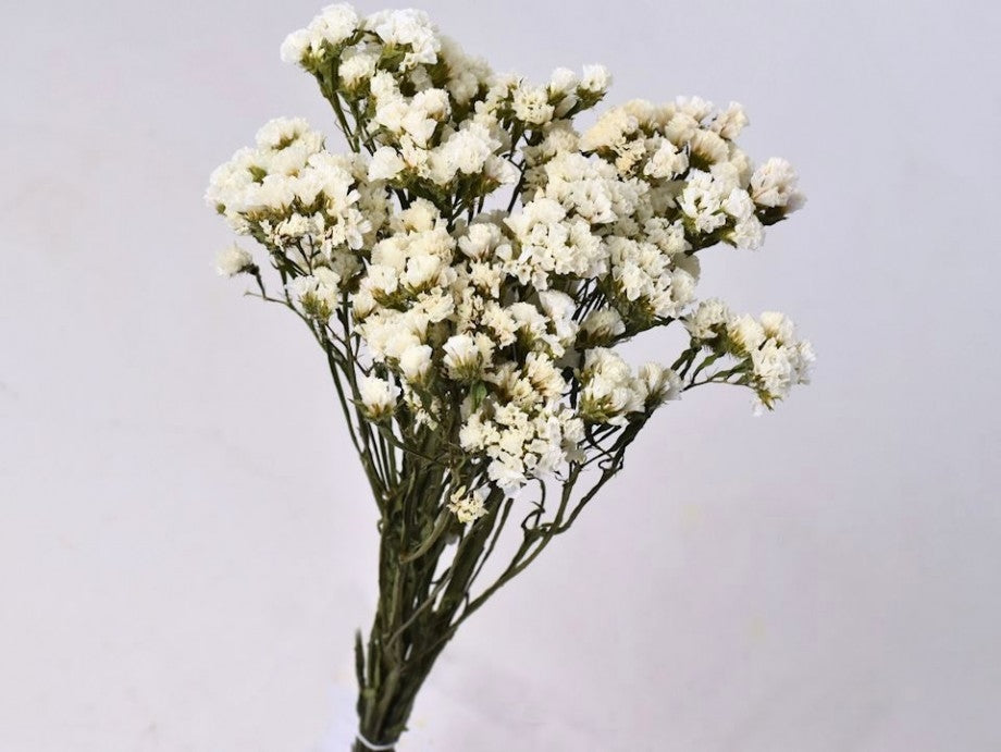 Dried Statice Limonium White