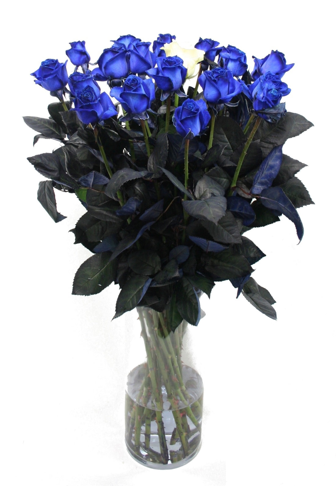 Bouquet de roses bleues de longues roses bleues avec 1 rose blanche