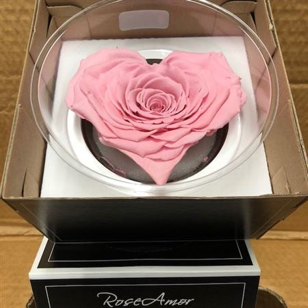 Preserved pink roses heart in a gift box