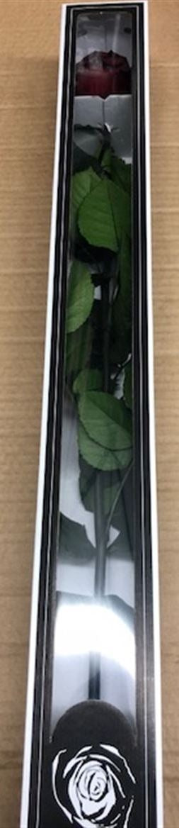 Preserved long red rose with steel in a gift box