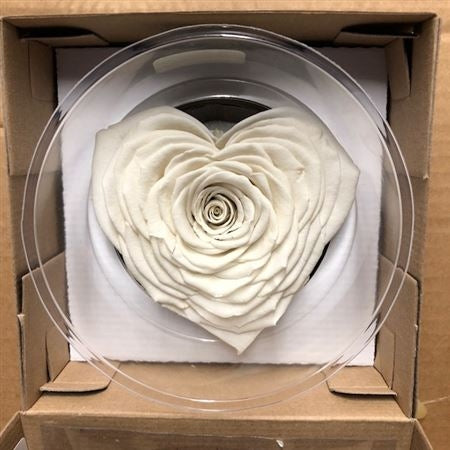 Preserved white rose heart in a gift box