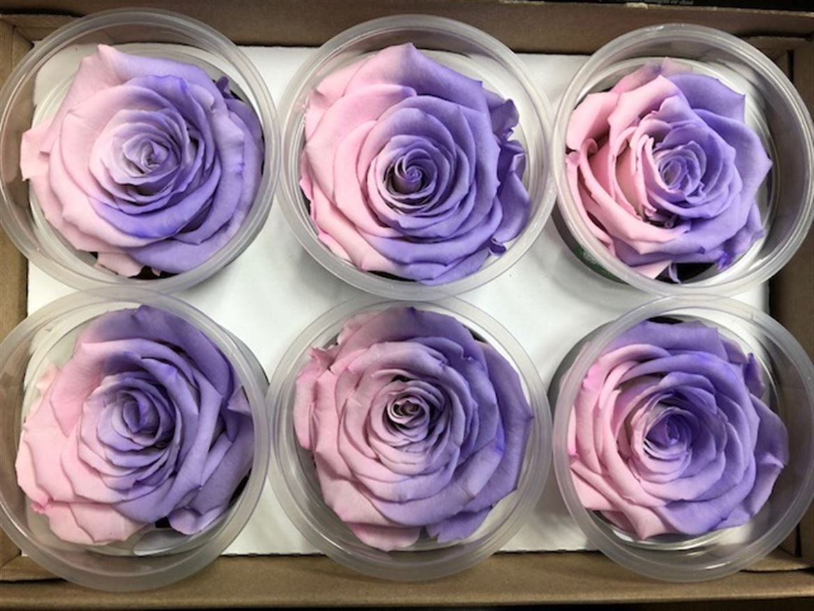 Preserved lavender pink roses in a gift box