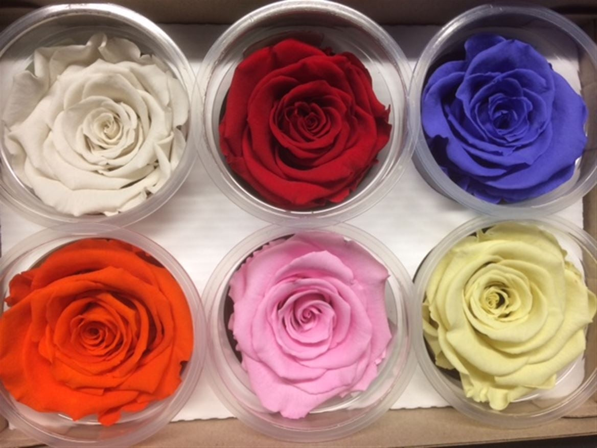 Preserved mixed roses in a gift box