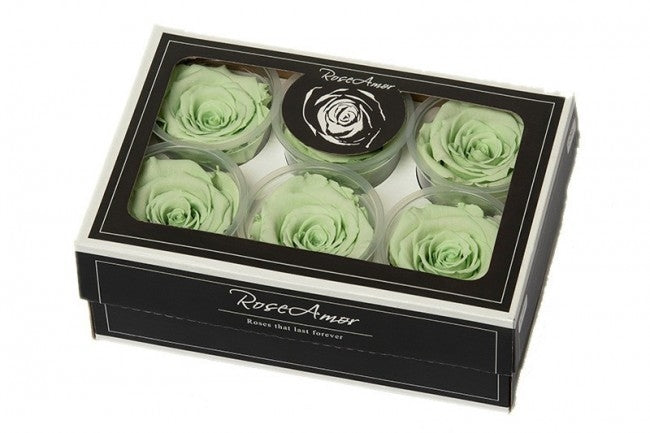 Preserved mint green roses in a gift box