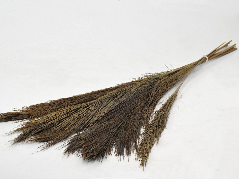 Broom Grass 100gr.