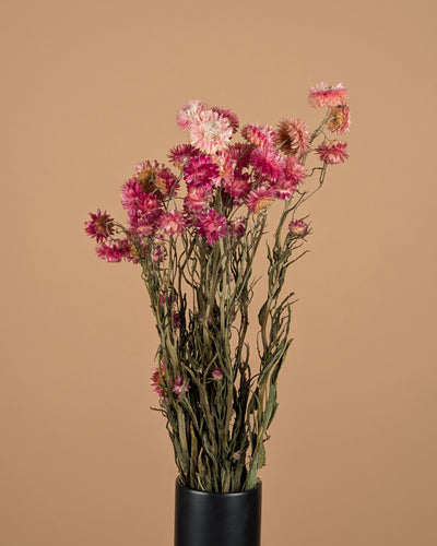 Gedroogde helichrysum (strobloem) – zalm