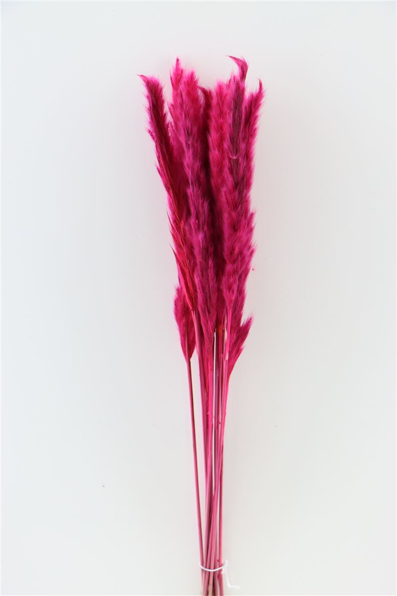 Pampas moelleux (Miscanthus) Pluim Cerise