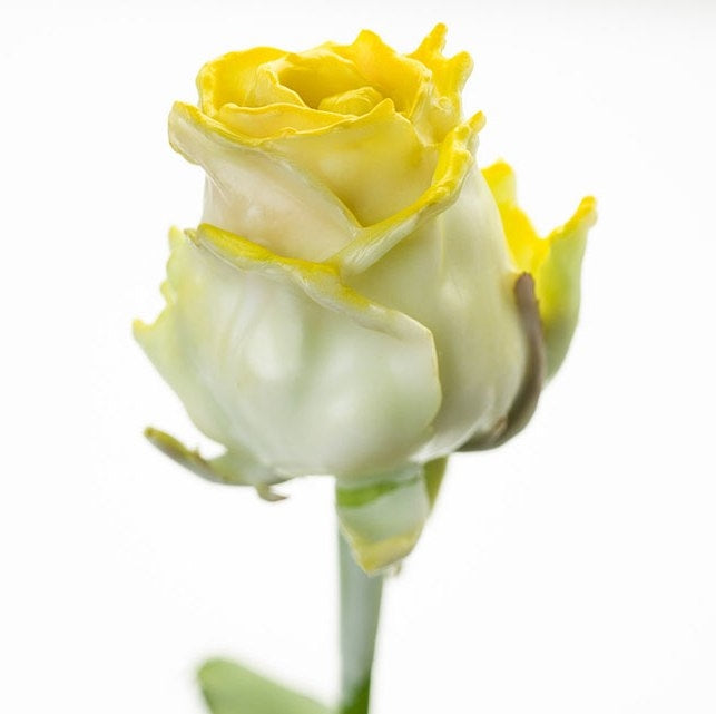 Bouquet of large -flowered wax roses white with yellow blush