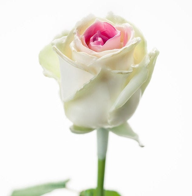 Bouquet of large -flowered wax roses white with pink core