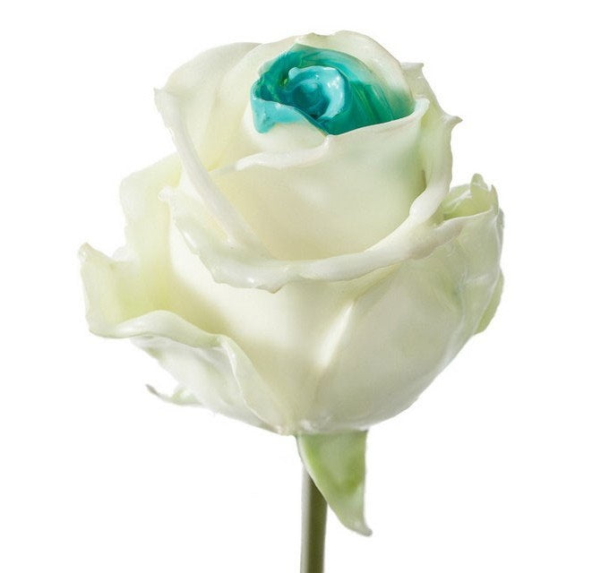 Bouquet of large -flowered wax roses white with blue core