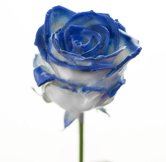 Bouquet of large -flowered wax roses white with blue blush