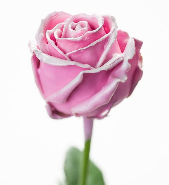 Bouquet of large -flowered wax roses pink with blush white