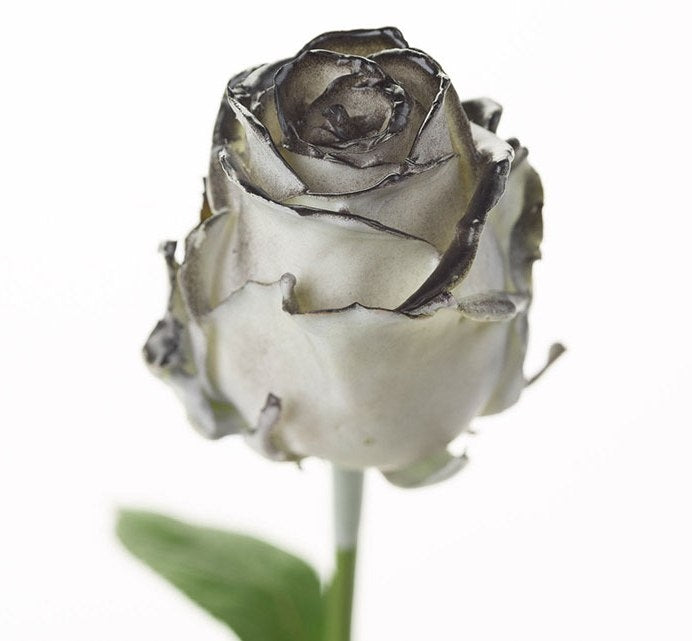 Bouquet of large -flowered wax roses white with black blush
