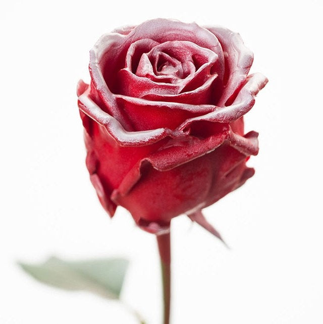 Bouquet of large -flowered wax roses red with blush white