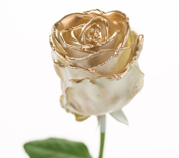 Bouquet of large -flowered wax roses white with golden blush