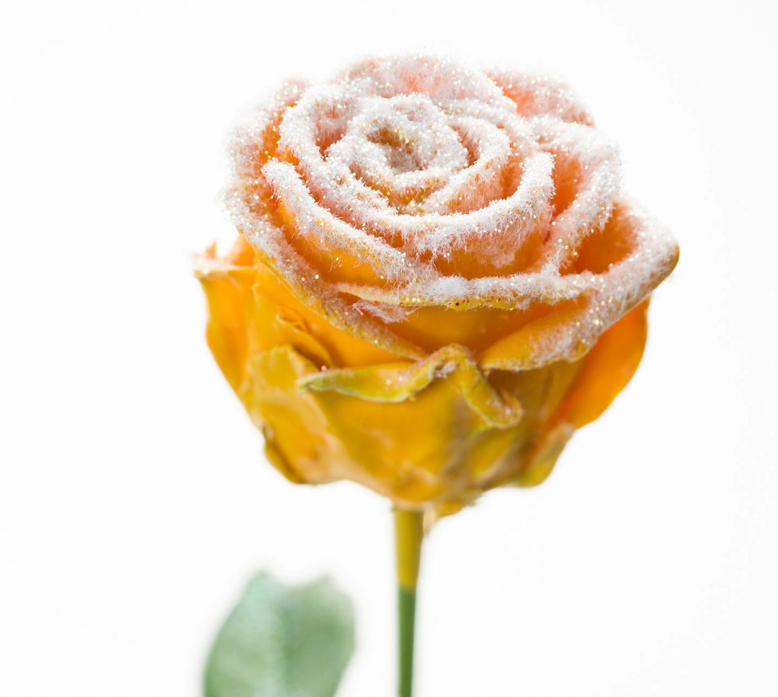 Blumenstrauß aus großer blühender Wachsrosen ockergelb mit Schnee