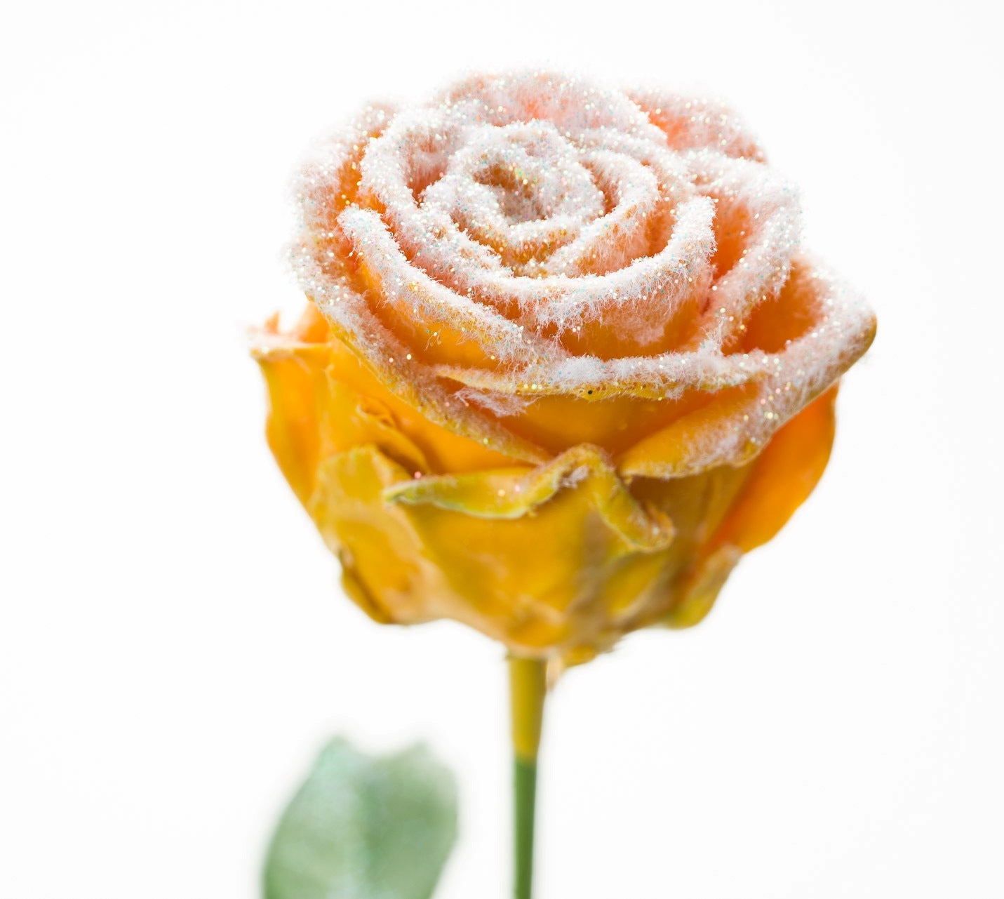 Blumenstrauß aus großer blühender Wachsrosen ockergelb mit Schnee