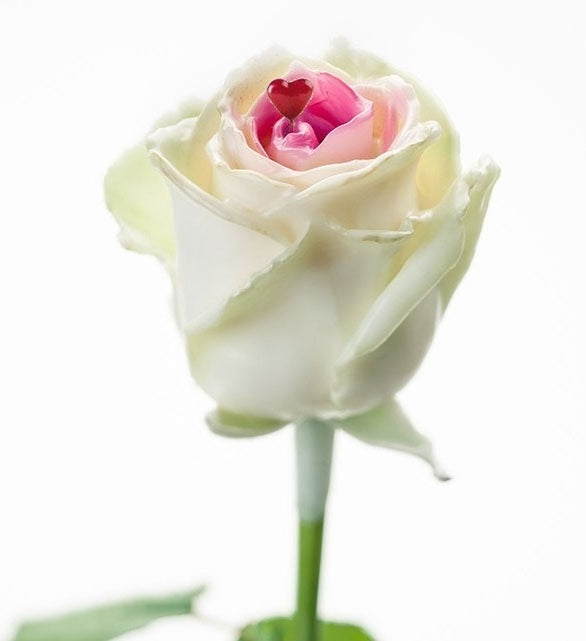 Bouquet of large -flowered wax roses white pink and heart