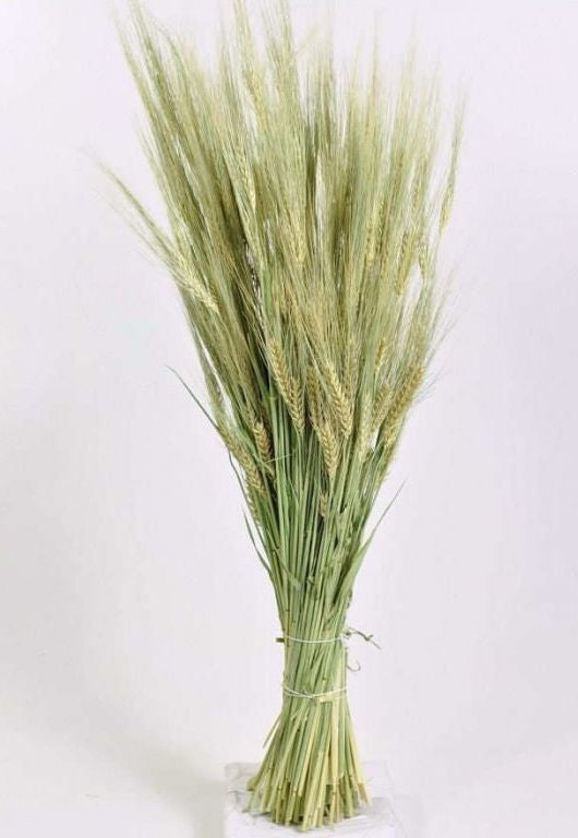 Dried Barley Naturel (Barley)