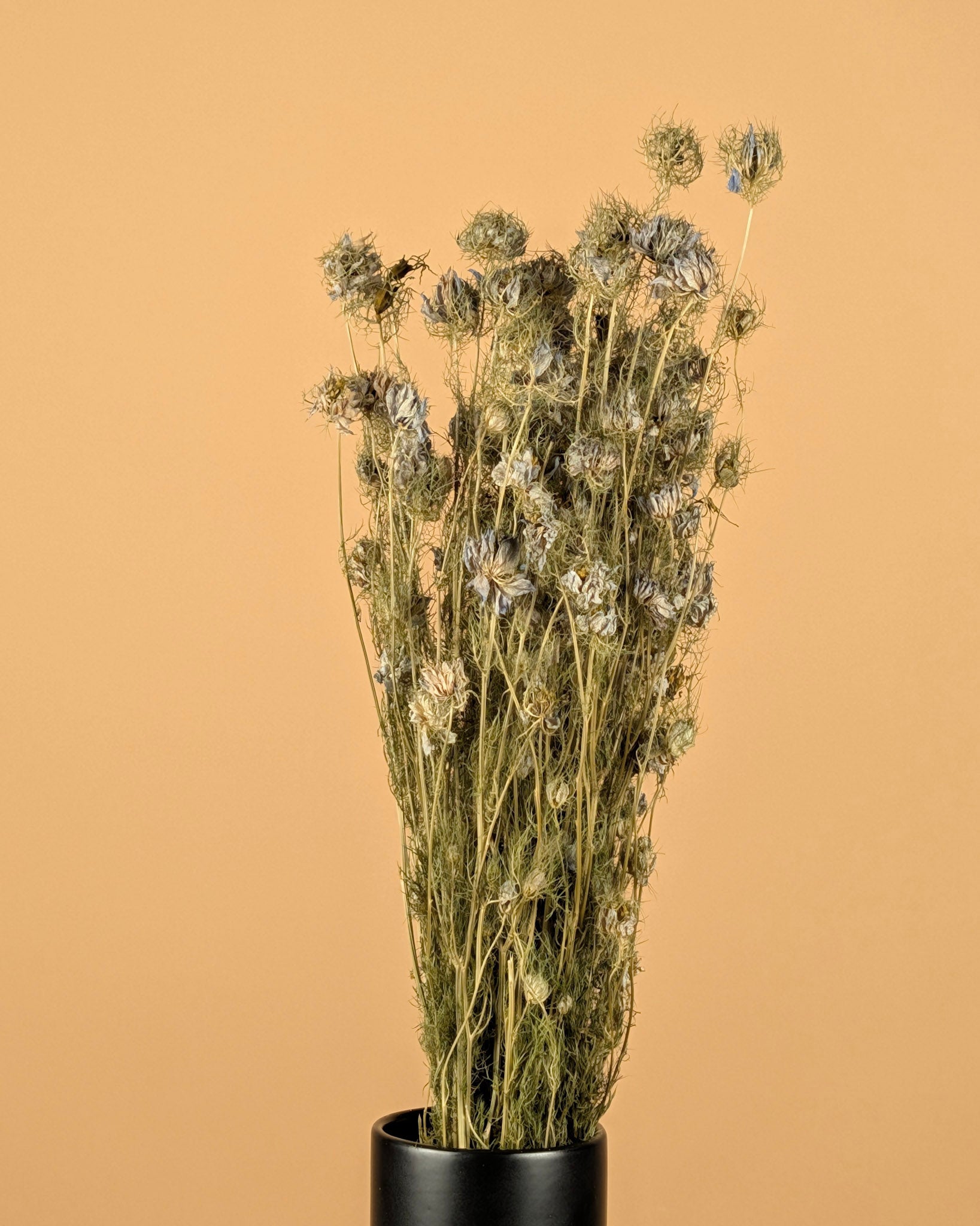Nigella séché bleu