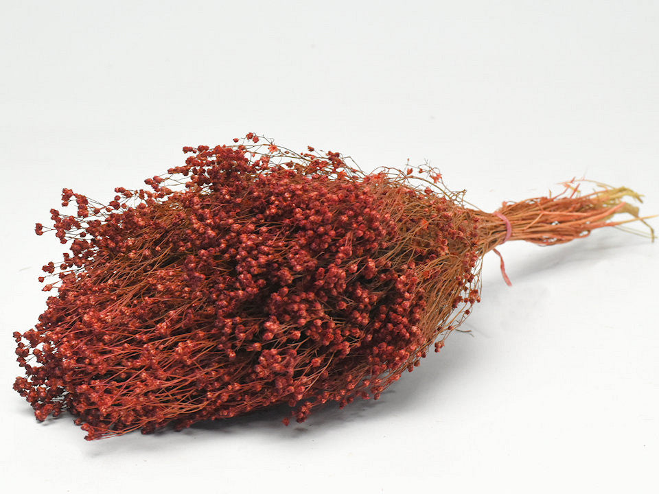 Broom Bloom rust red 50cm