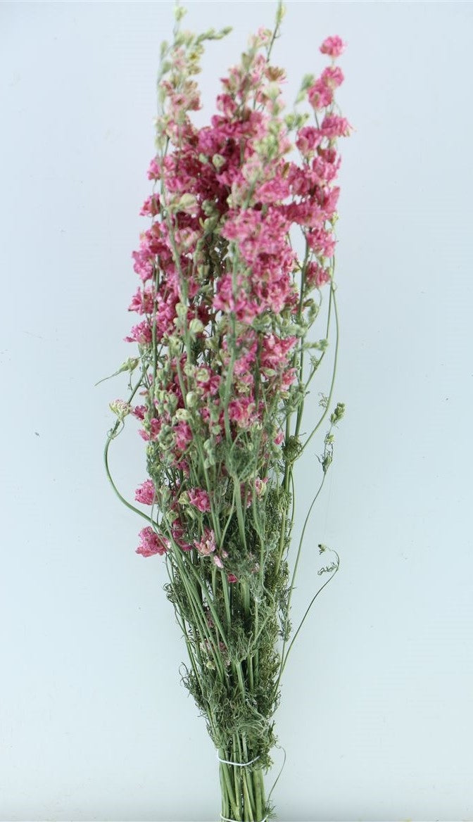 Dried Delphinium (Ridderspoor) Pink