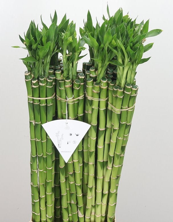 Lucky Bamboo stems straight