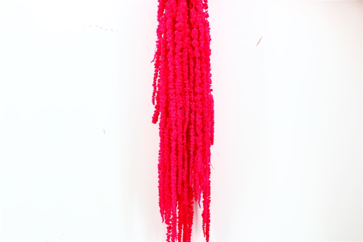 Gedroogde Amaranthus Caudatus – cerise