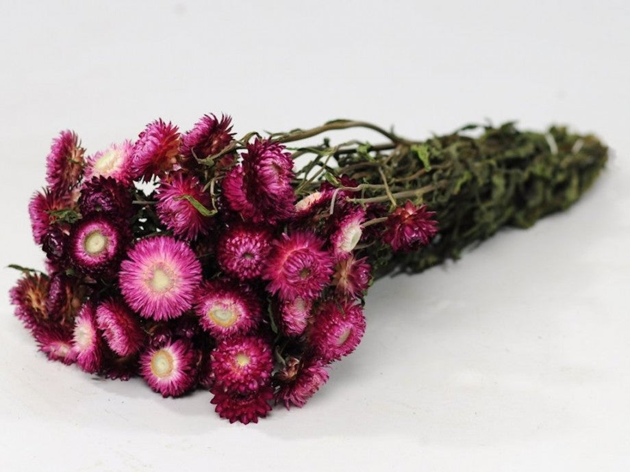 Dried Helichrysum Dark Pink